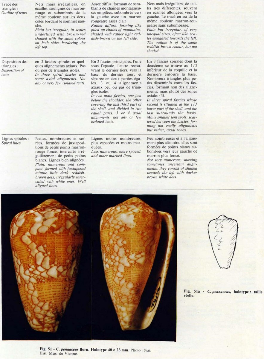 Conus praelatus, Hwass in Bruguière 1792